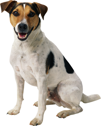 Yellow Alert Bone hond